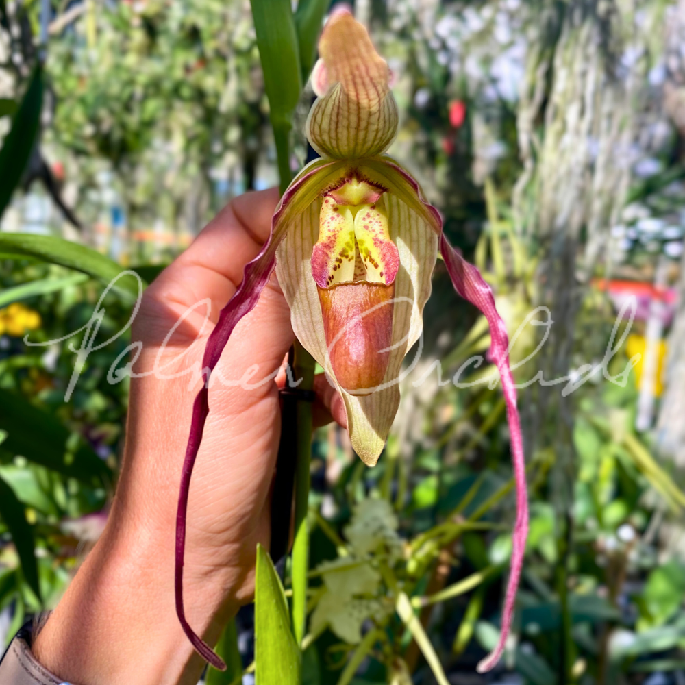 Paphs & Phrags — Palmer Orchids